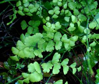 Fotografia da espécie Adiantum capillus-veneris