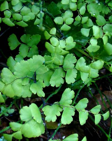 Fotografia de capa Adiantum capillus-veneris - do Jardim Botânico