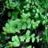 Fotografia 1 da espécie Adiantum capillus-veneris do Jardim Botânico UTAD