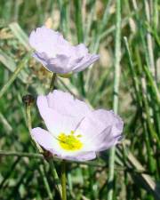 Fotografia da espécie Baldellia ranunculoides