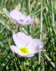 Baldellia ranunculoides subesp. ranunculoides