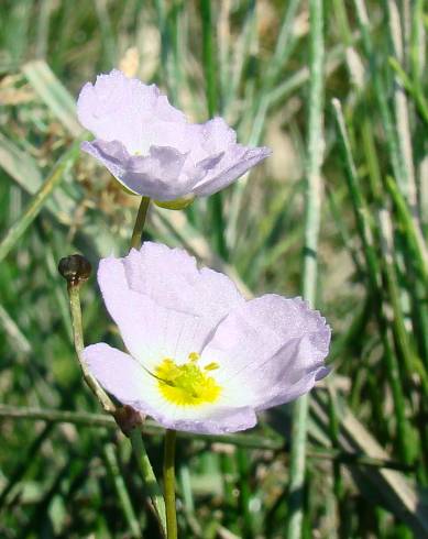 Fotografia de capa Baldellia ranunculoides subesp. ranunculoides - do Jardim Botânico