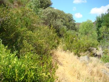 Fotografia da espécie Buxus sempervirens