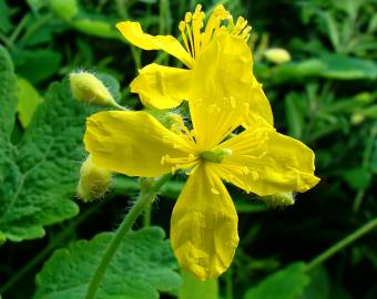 Fotografia da espécie Chelidonium majus