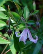 Fotografia da espécie Clematis campaniflora