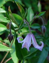 Clematis campaniflora