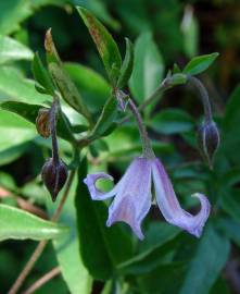 Fotografia da espécie Clematis campaniflora