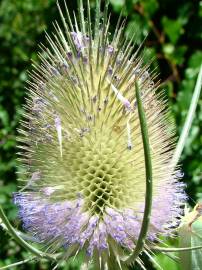 Fotografia da espécie Dipsacus fullonum