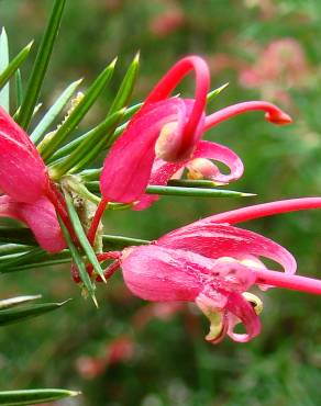 Fotografia 1 da espécie Grevillea juniperina no Jardim Botânico UTAD