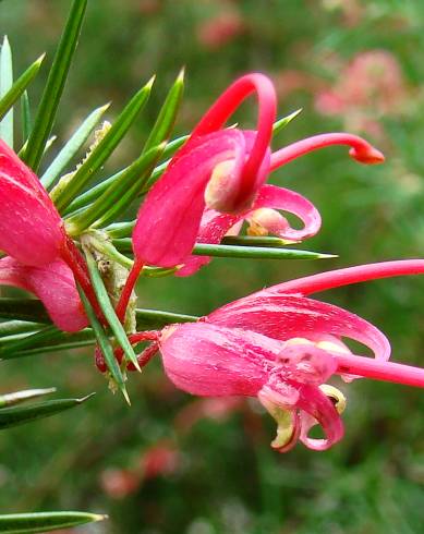 Fotografia de capa Grevillea juniperina - do Jardim Botânico