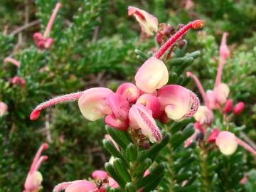 Fotografia da espécie Grevillea lanigera