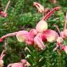 Fotografia 1 da espécie Grevillea lanigera do Jardim Botânico UTAD