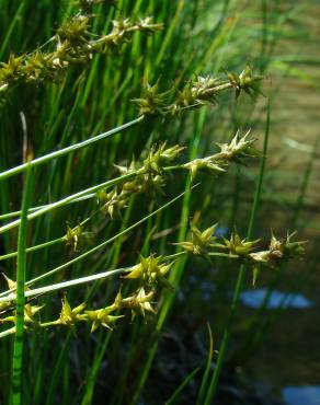 Fotografia 2 da espécie Carex echinata no Jardim Botânico UTAD