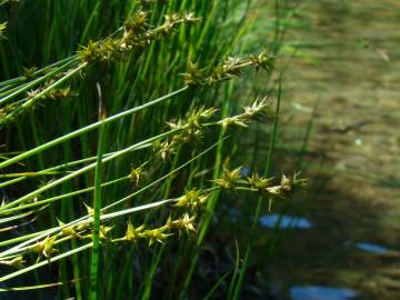 Fotografia da espécie Carex echinata