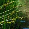 Fotografia 2 da espécie Carex echinata do Jardim Botânico UTAD
