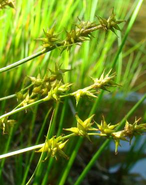 Fotografia 3 da espécie Carex echinata no Jardim Botânico UTAD