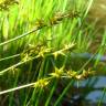 Fotografia 3 da espécie Carex echinata do Jardim Botânico UTAD