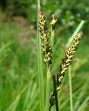 Fotografia da espécie Carex elata