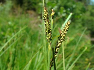 Fotografia da espécie Carex elata subesp. reuterana