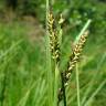 Fotografia 1 da espécie Carex elata subesp. reuterana do Jardim Botânico UTAD