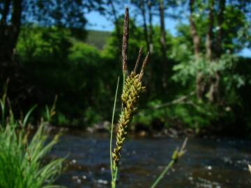 Fotografia da espécie Carex elata subesp. reuterana