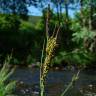 Fotografia 3 da espécie Carex elata subesp. reuterana do Jardim Botânico UTAD