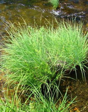 Fotografia 4 da espécie Carex elata subesp. reuterana no Jardim Botânico UTAD