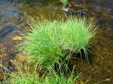 Fotografia da espécie Carex elata subesp. reuterana