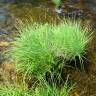 Fotografia 4 da espécie Carex elata subesp. reuterana do Jardim Botânico UTAD