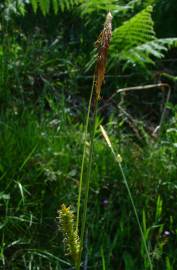 Fotografia da espécie Carex flacca