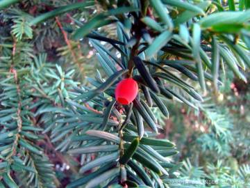 Fotografia da espécie Taxus baccata