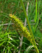 Fotografia da espécie Carex flacca