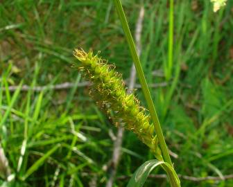 Fotografia da espécie Carex flacca