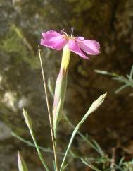 Dianthus lusitanus