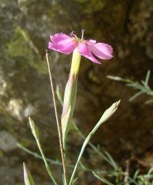 Fotografia da espécie Dianthus lusitanus