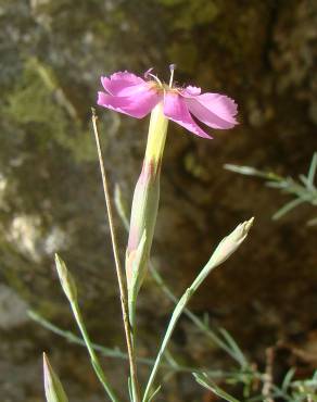 Fotografia 1 da espécie Dianthus lusitanus no Jardim Botânico UTAD