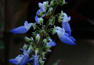 Fotografia da espécie Solenostemon scutellarioides