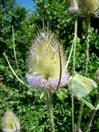 Fotografia da espécie Dipsacus fullonum