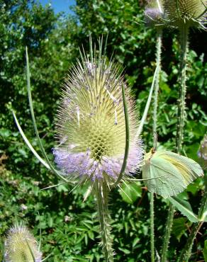 Fotografia 3 da espécie Dipsacus fullonum no Jardim Botânico UTAD