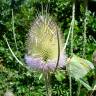 Fotografia 3 da espécie Dipsacus fullonum do Jardim Botânico UTAD