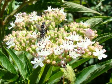 Fotografia da espécie Sambucus ebulus