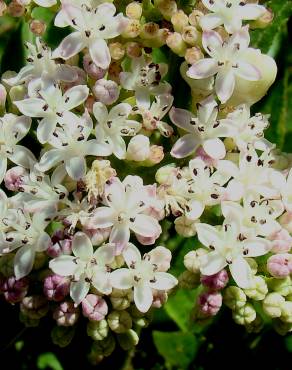 Fotografia 3 da espécie Sambucus ebulus no Jardim Botânico UTAD