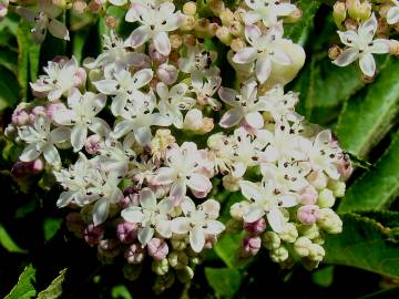 Fotografia da espécie Sambucus ebulus