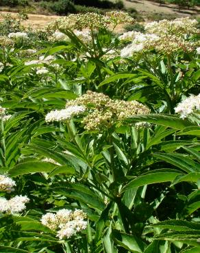 Fotografia 4 da espécie Sambucus ebulus no Jardim Botânico UTAD