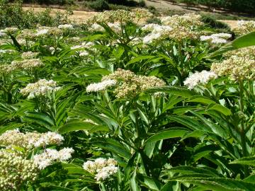 Fotografia da espécie Sambucus ebulus