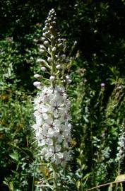 Fotografia da espécie Lysimachia ephemerum