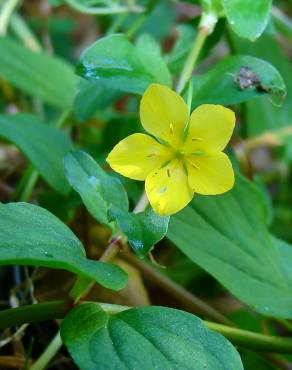 Fotografia 3 da espécie Lysimachia nemorum no Jardim Botânico UTAD