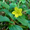 Fotografia 3 da espécie Lysimachia nemorum do Jardim Botânico UTAD