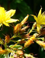 Hypericum tomentosum