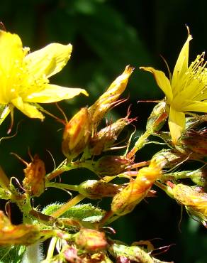 Fotografia 1 da espécie Hypericum tomentosum no Jardim Botânico UTAD